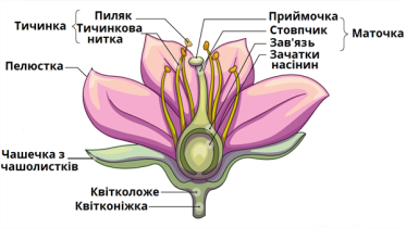 Лабораторне дослідження. Будова квітки